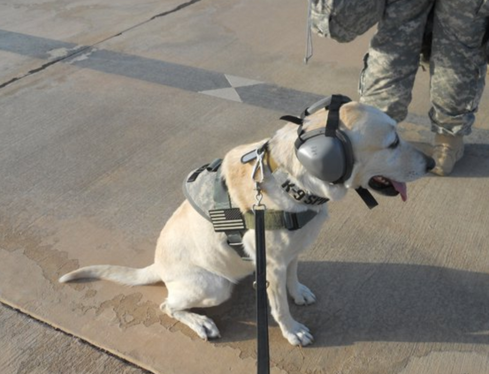 Firework Noise and Dogs