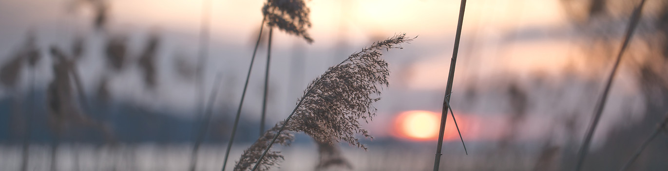 Reed pic_edited.jpg