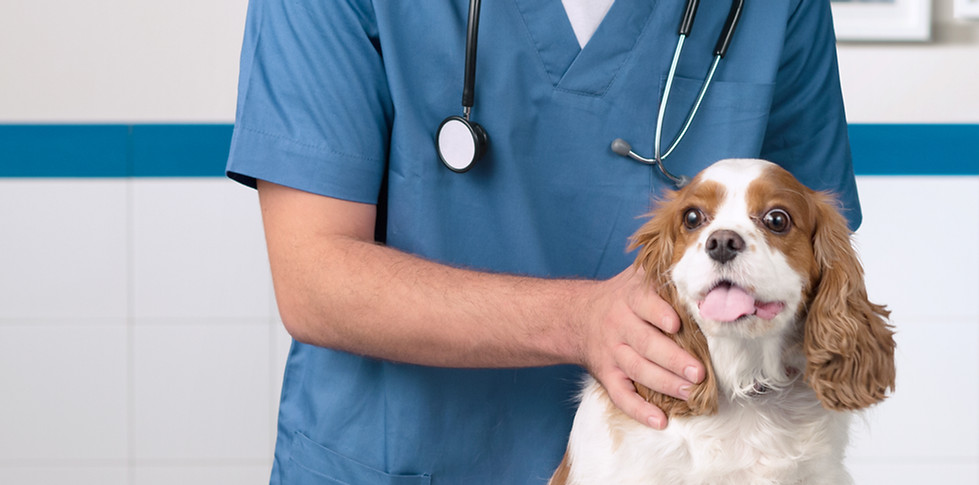 Veterinarian with Dog