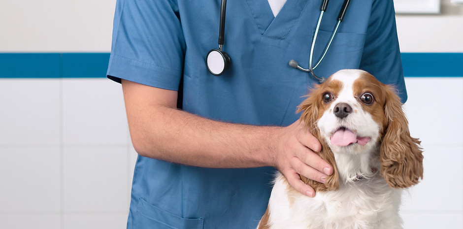Veterinario con el perro