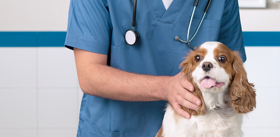Veterinarian with Dog