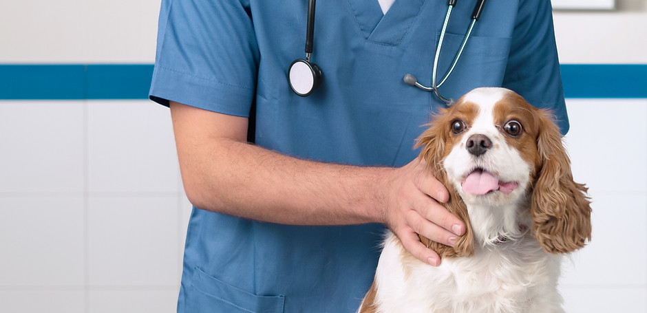 Veterinarian with Dog