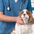 Veterinarian With Dog