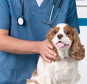 Veterinarian with Dog