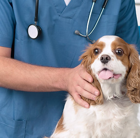 Veterinarian with Dog