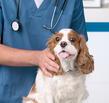 Veterinário com cão