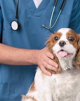 Veterinarian with Dog