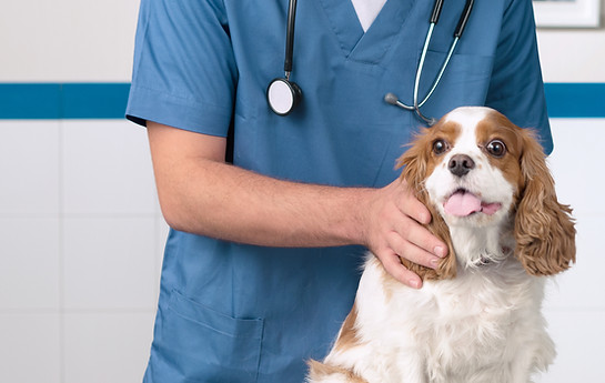 Veterinarian With Dog