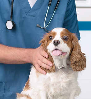 Veterinarian with Dog
