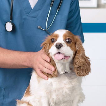 Veterinarian with Dog