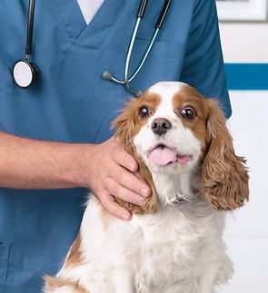 Veterinarian with Dog