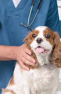 Tierarzt mit gestresstem Hund