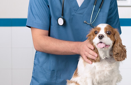 Veterinario con el perro