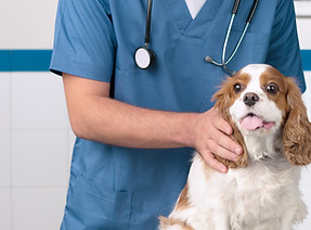 Veterinarian with Dog