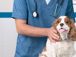 Veterinarian with Dog