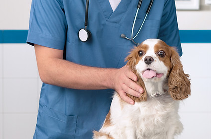 Vétérinaire avec chien