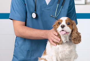 Veterinarian with Dog