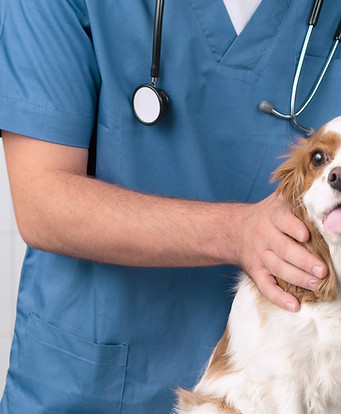 Veterinario con il cane