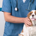 Centro Veterinário Popular - Campinas