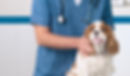 Köpek ile Veteriner