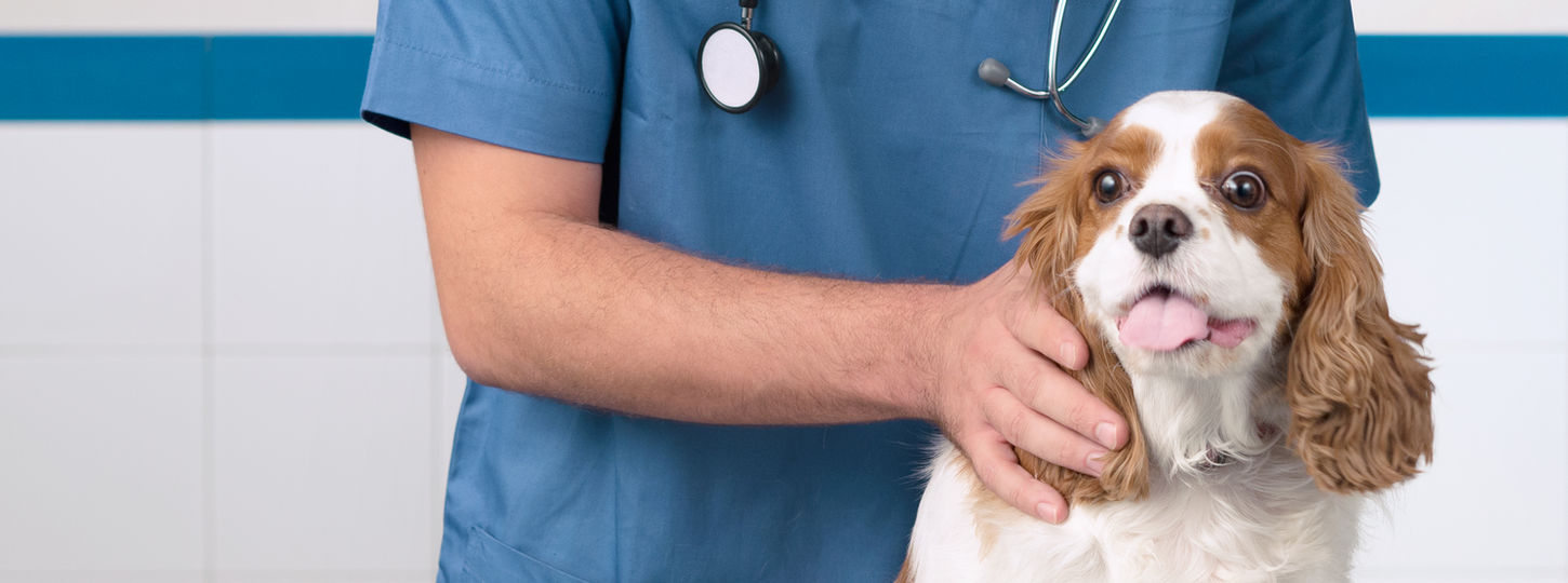 Veterinarian with Dog