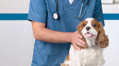 Centro Veterinário Popular - Campinas