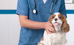 Vétérinaire avec chien