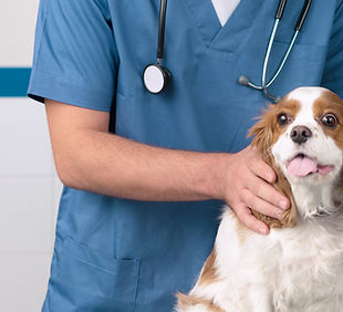 Veterinário com cão