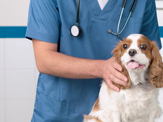 Serviços Veterinários em Taubaté: Conheça Tudo que Seu Pet Precisa para Viver com Saúde e Qualidade