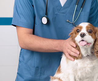 Veterinarian with Dog