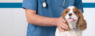dog examination