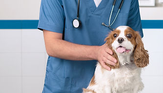 Vétérinaire avec chien