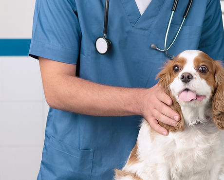 Veterinário com cão