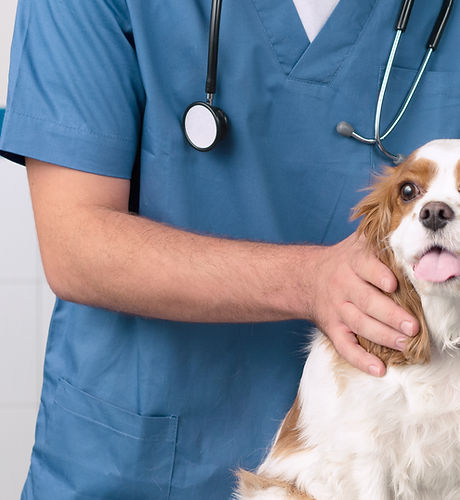 Veterinarian with Dog