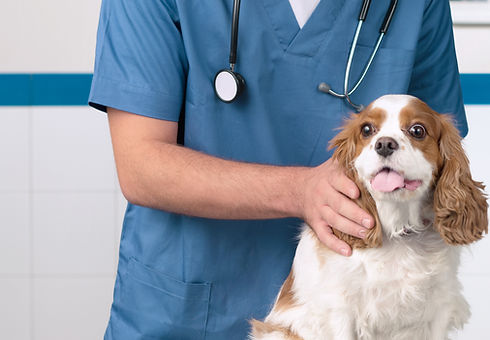 Veterinario con el perro