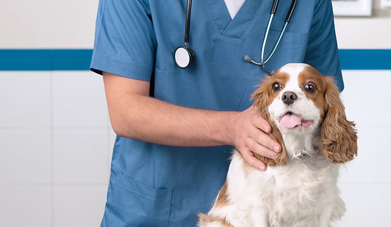 Veterinarian with Dog