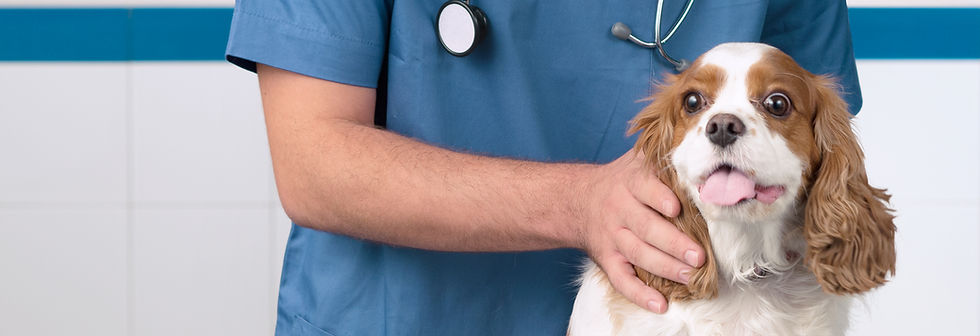 Vétérinaire avec chien