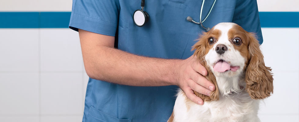Veterinarian With Dog