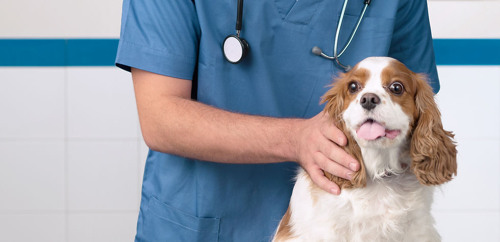 Veterinarian with Dog