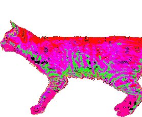 webcore kitty