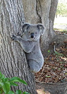 Koala