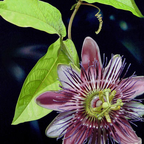 acrylic painting, passion flower, passionflower, botanical art, botanical illustration, scientific illustration, purple flower, 
biblical flower, Rhonda Nass, photo realistic painting, 