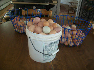 Homeland farm eggs