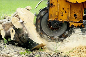 Stump_Grinding.JPG