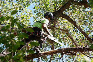Tree_Trimming.jpg
