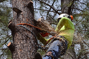 Tree_Removal.jpg