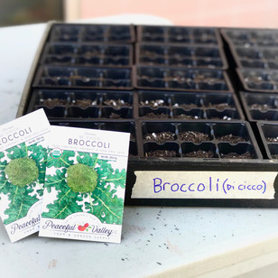 How to grow from seed