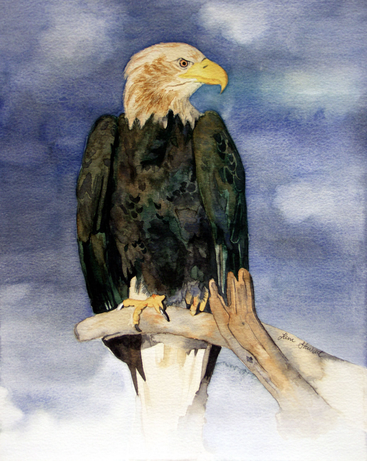 American Bald Eagle
