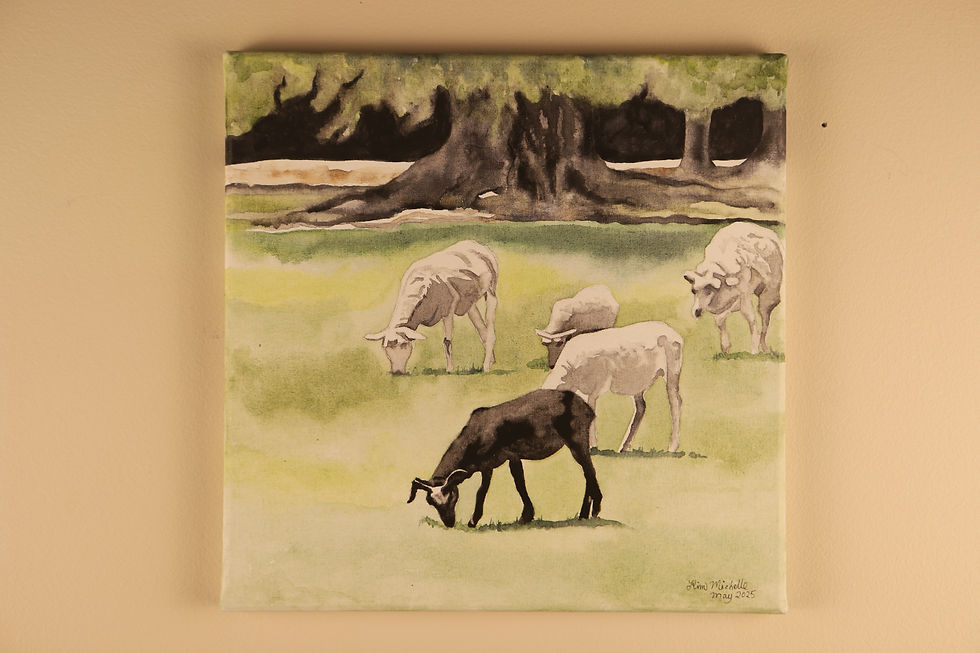 Thumbnail: Black sheep of Middleton Place