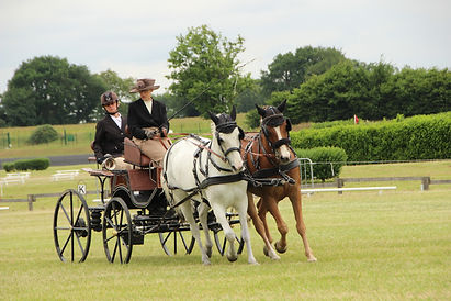dressage meslay du maine